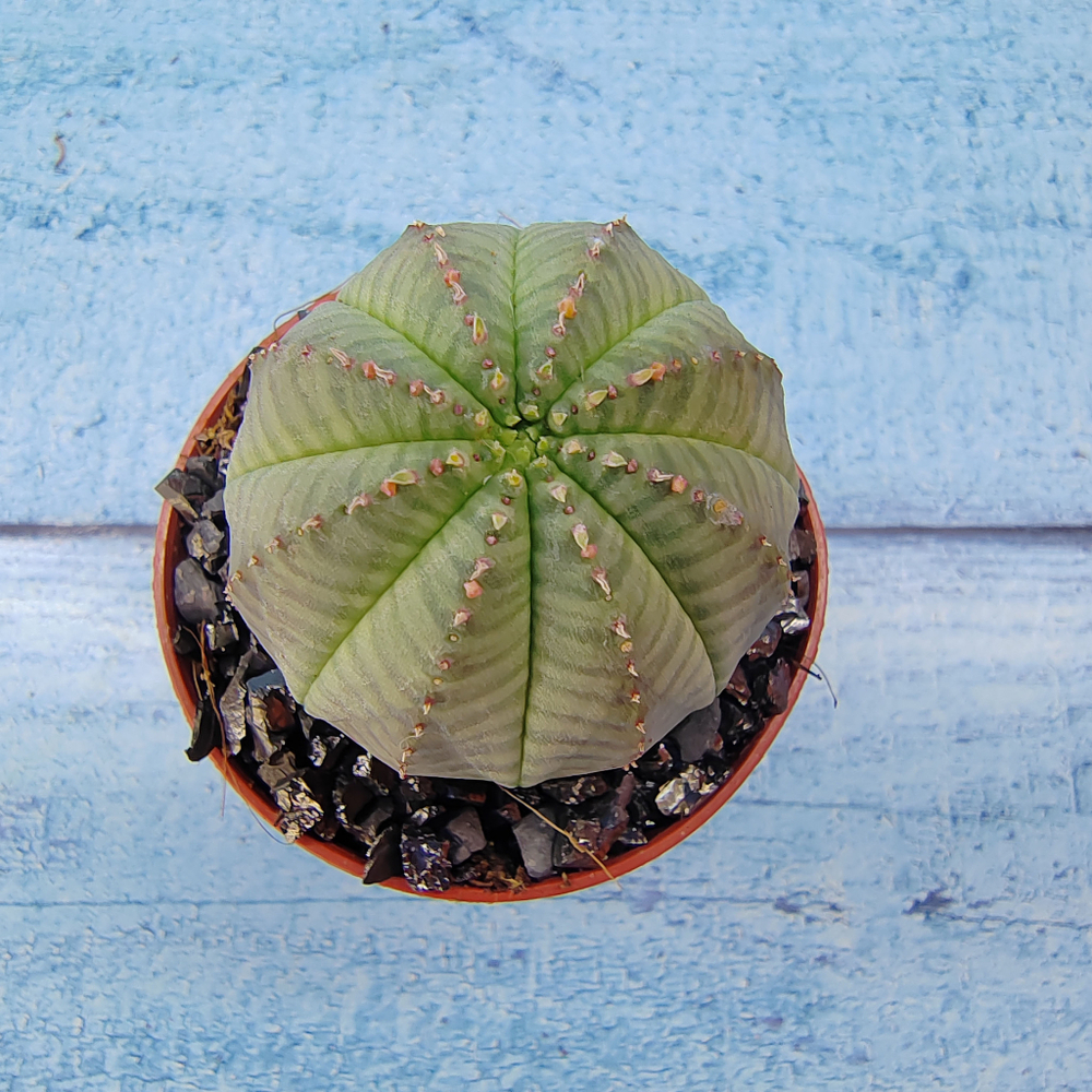 Euphoria Obesa (Эуфорбия)