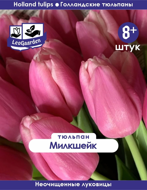 Тюльпан Луковица, Милкшейк, 8+ шт