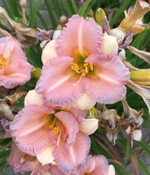 Лилейник Блумфинити Аурэте С2