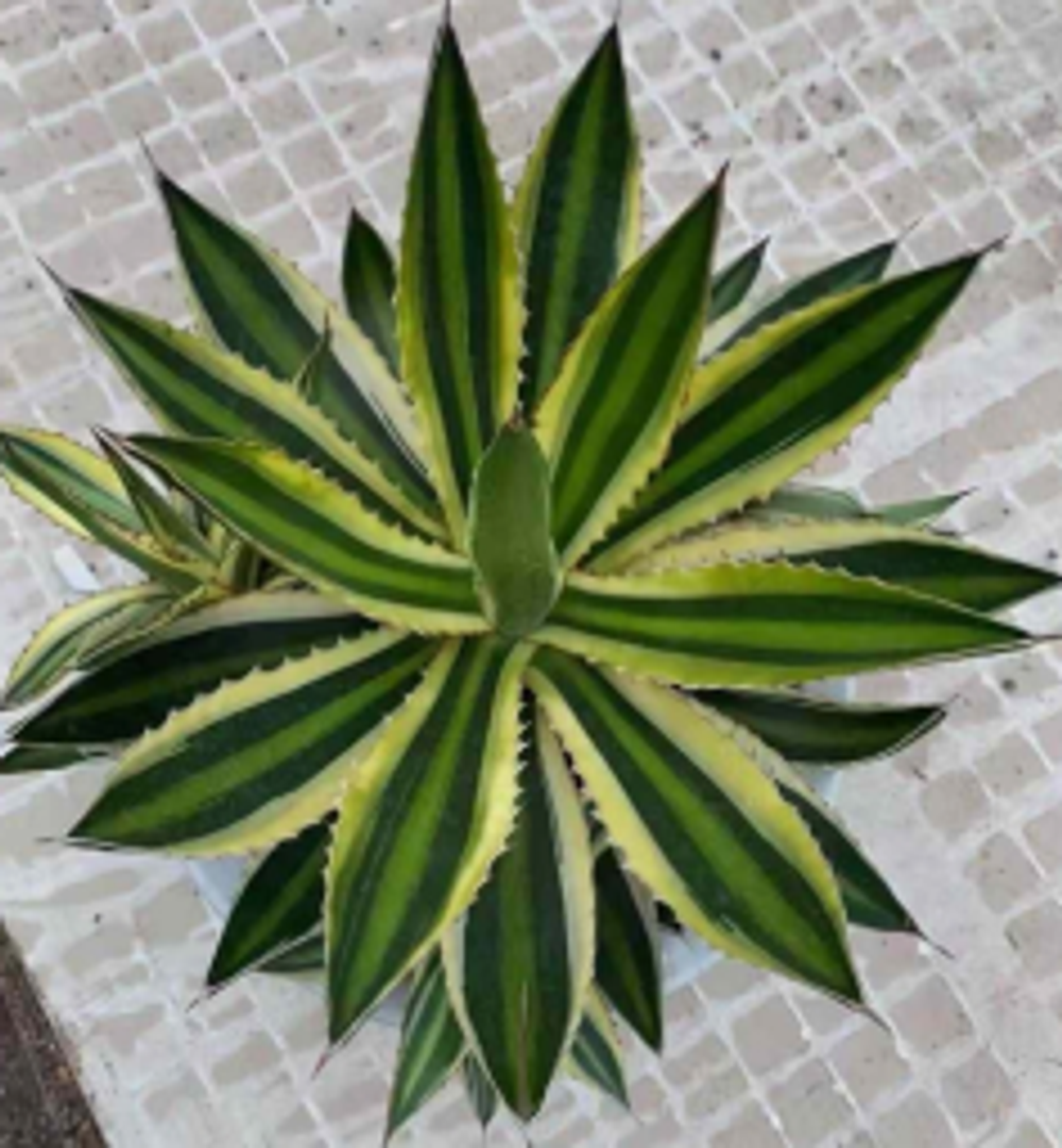 Суккулент super mix д.10