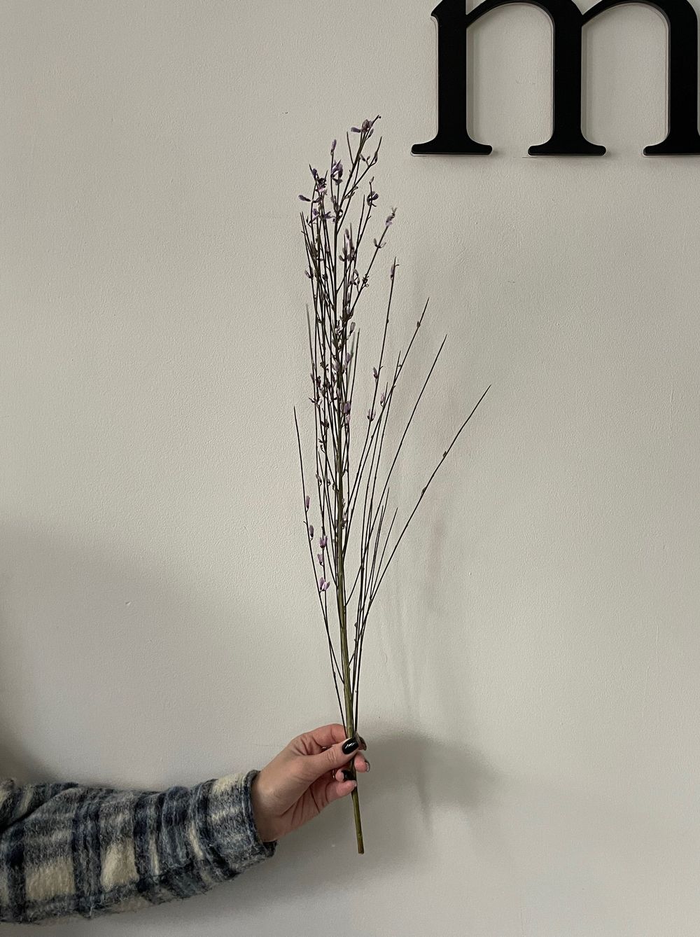 Гениста в фиолетовом оттенке