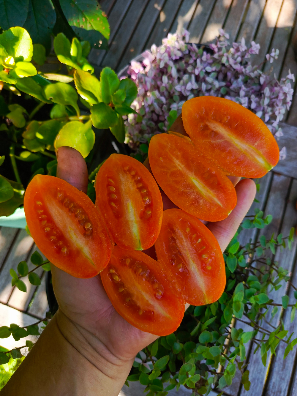 Лисичка сорт томата