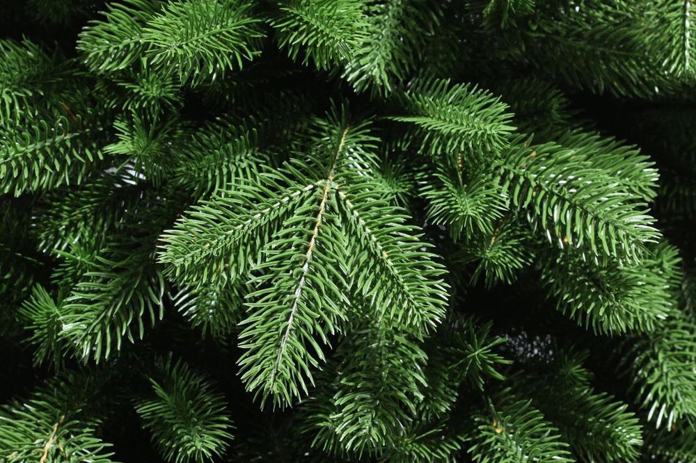 Ель искусственная «Изольда» (Литая хвоя) 230 см / 2,3 м