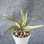 Сансевиерия BAIBIT