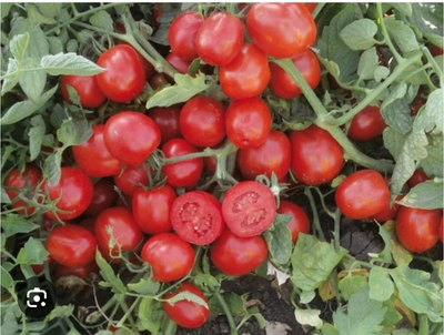 Томат Макси Рио - Maxi Rio 100гр