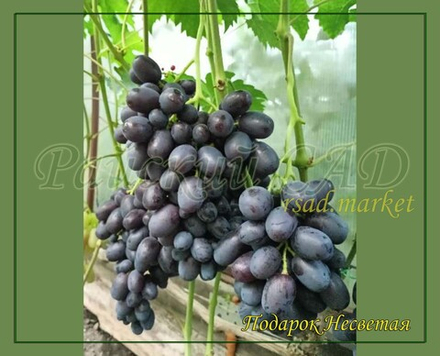 Виноград Подарок Несветая