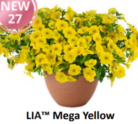 НОВИНКА 2027 ЕВРО неукор Калибрахоа LIA Mega Yellow НЕукоренный черенок (срезы) 10шт НОЯБРЬ поставка 3