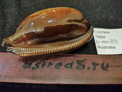 Ципрея Талпа