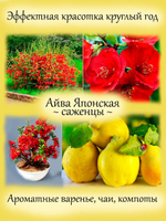 Айва японская Красная Хеномелес съедобная