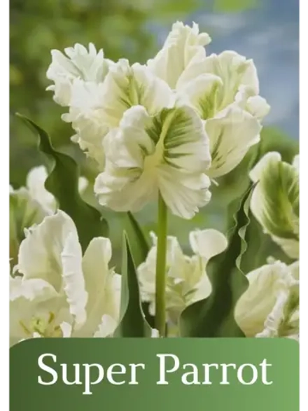 Тюльпаны Супер Перрот Попугайный 4 шт, набор луковиц