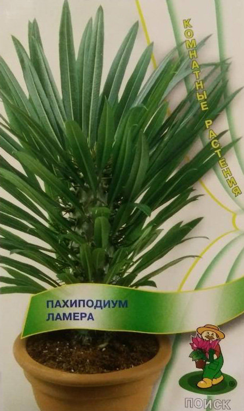 СЕМЕНА ПАХИПОДИУМ ЛАМЕРА 3ШТ