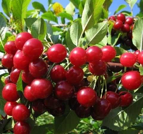 Вишня Любская