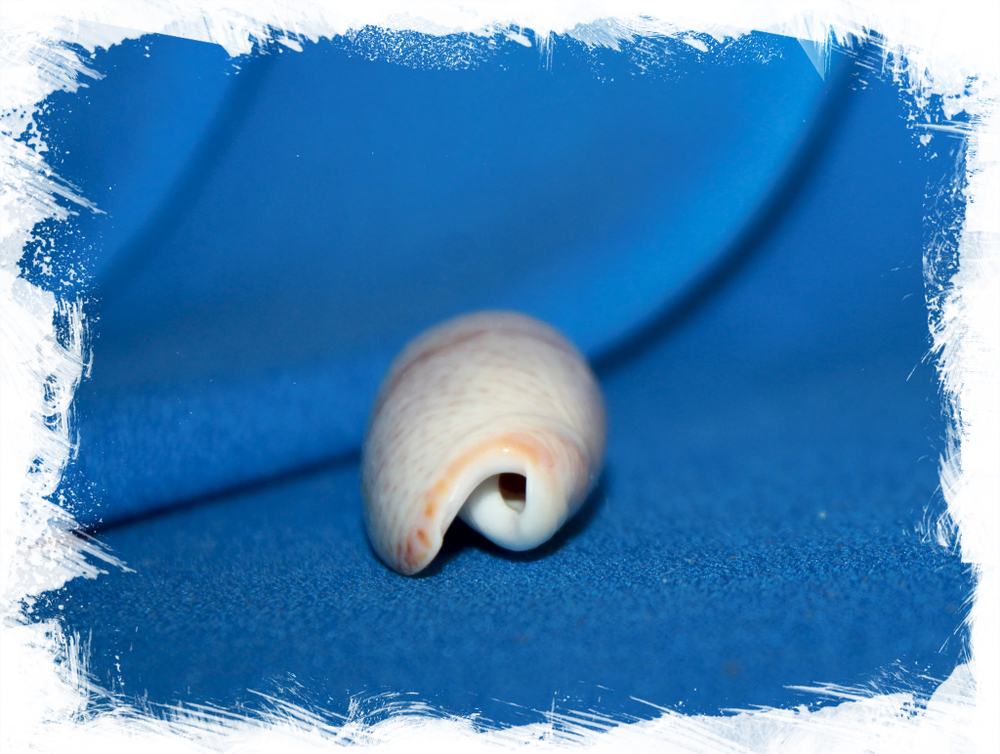 Олива видуа (Oliva vidua)