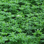 Подмаренник душистый. Galium odoratum.