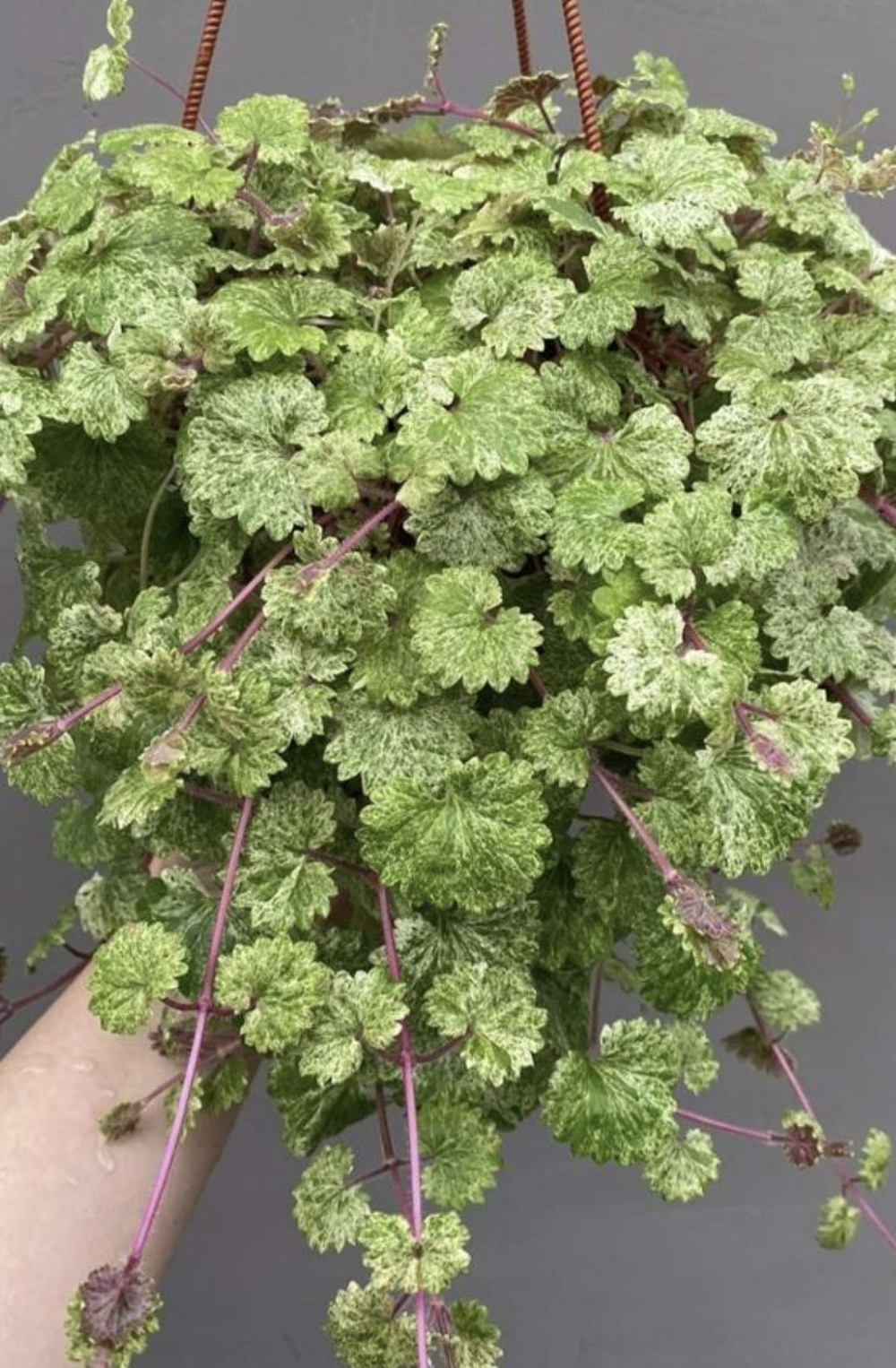 Будра плющелистная