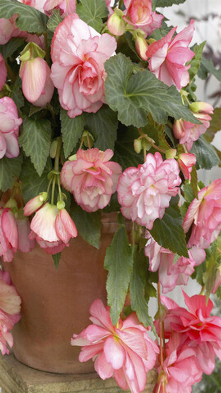 Бeгoния клубневая "ЖМ. Kacкaд Флopeнc" 1шт, Нидерланды.