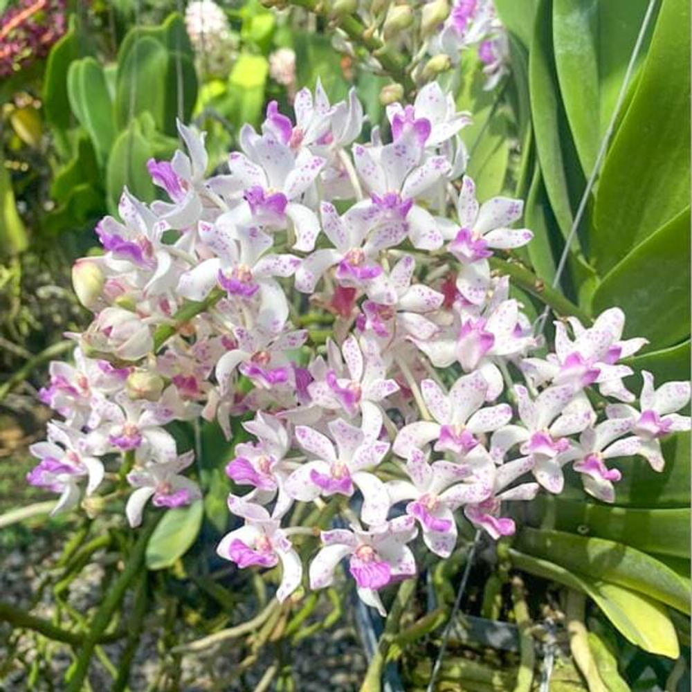 Ринхостилис RHY 20-MANEE SIAM