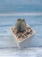 Crassula Buddha Temple (Крассула Храм Будды)