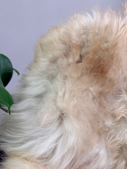 Шкура коврик меховой прикроватный овчина, 120х65 см.