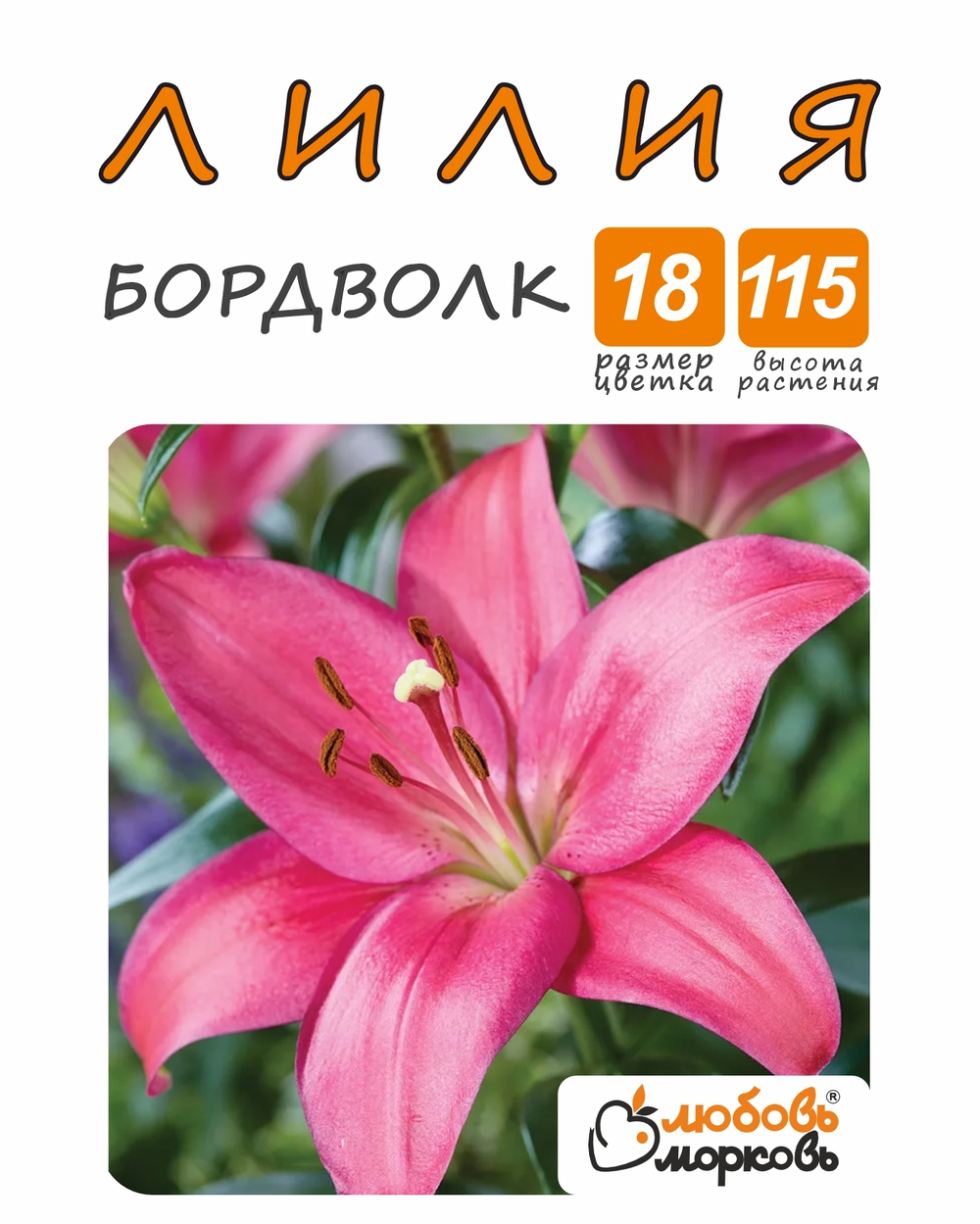 Лилия Луковица, Бордволк, разбор 18/20, 1шт