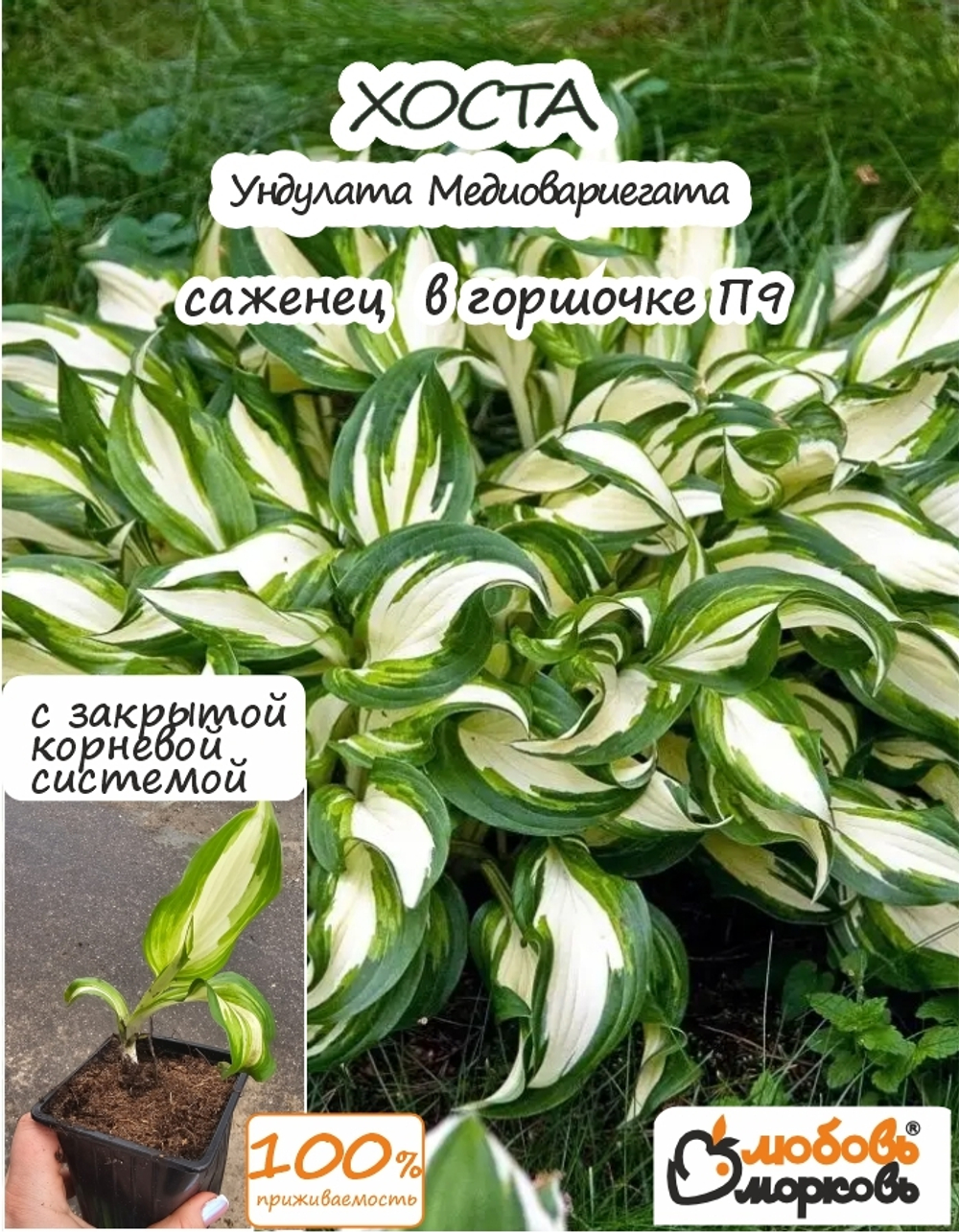 Хоста Корневище, Ундулата Медиовариегата, 1 шт