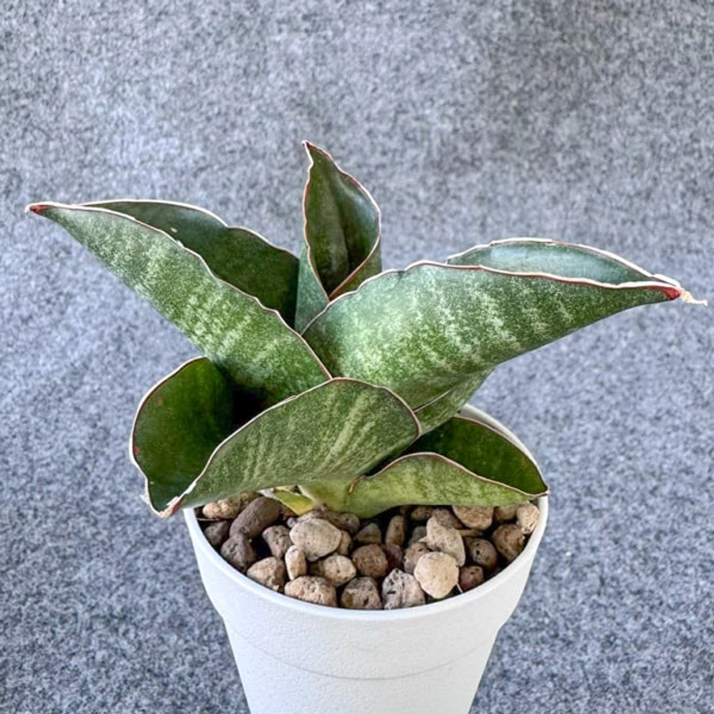 Сансевиерия NIGHT OWL