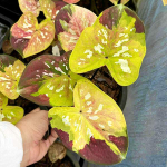 Каладиум THONG DEE