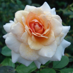 Маржолен (Marjolaine)