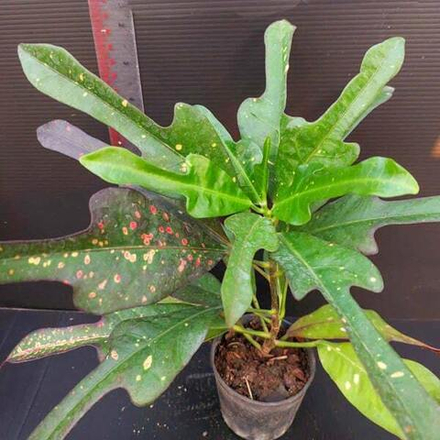 Кротон TRI CHOMPHU