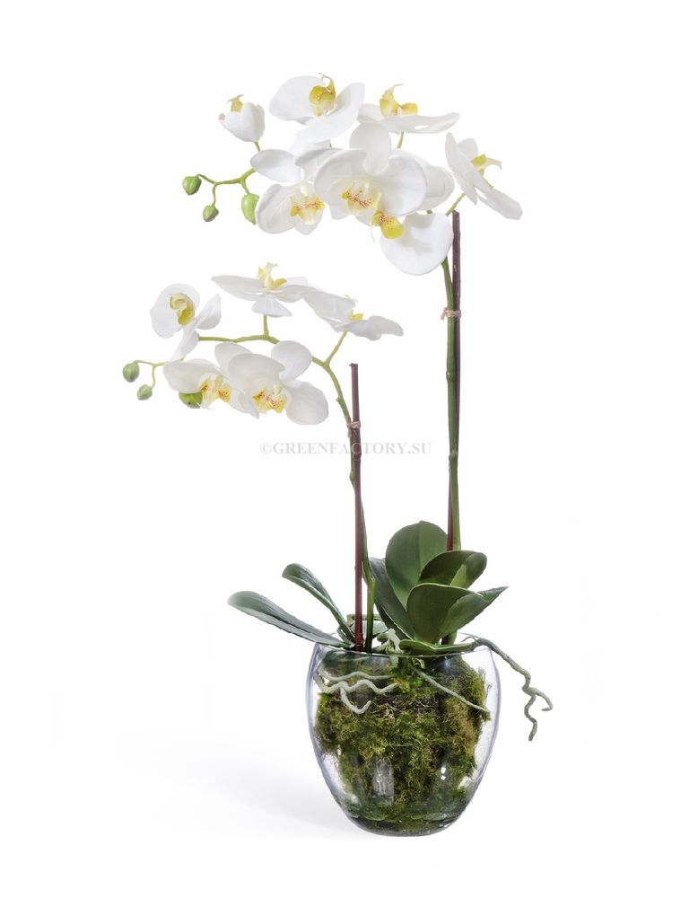 Орхидея Фаленопсис белая куст 60 см 2 ветви в стекл.вазе с мхом, корнями, землёй