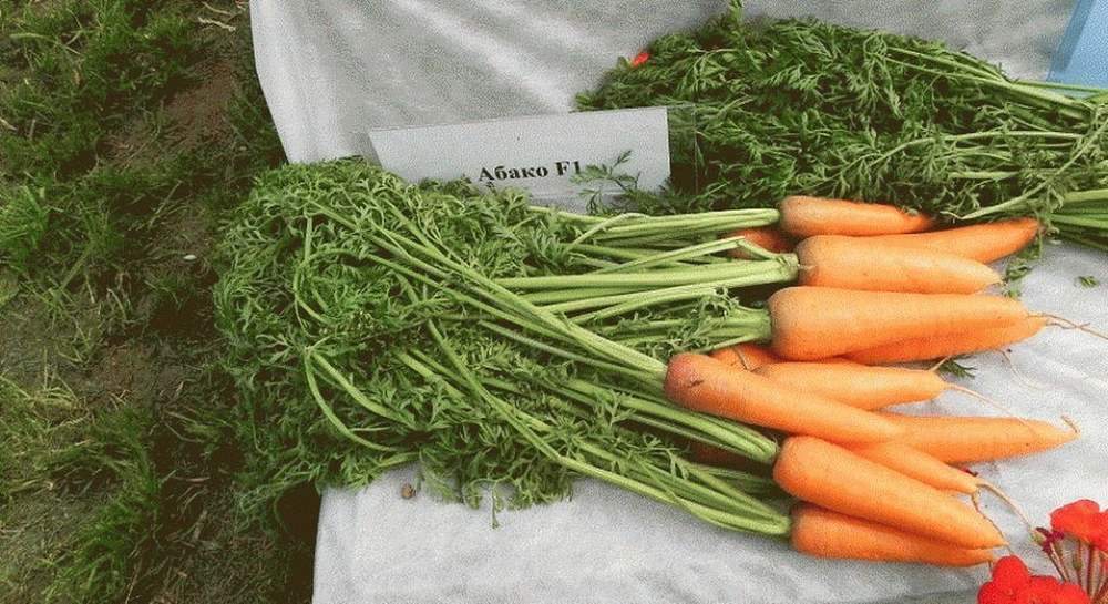 Абако F1 семена моркови курода/шантане (Seminis / Семинис)