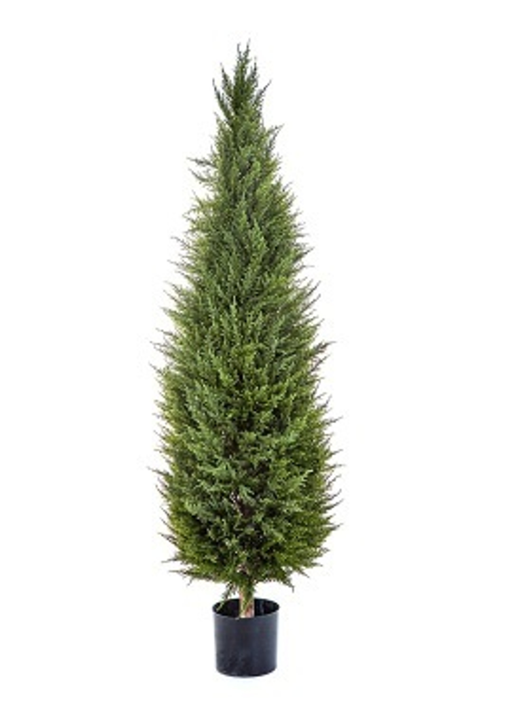 Кипарис Тауэр уличный новый