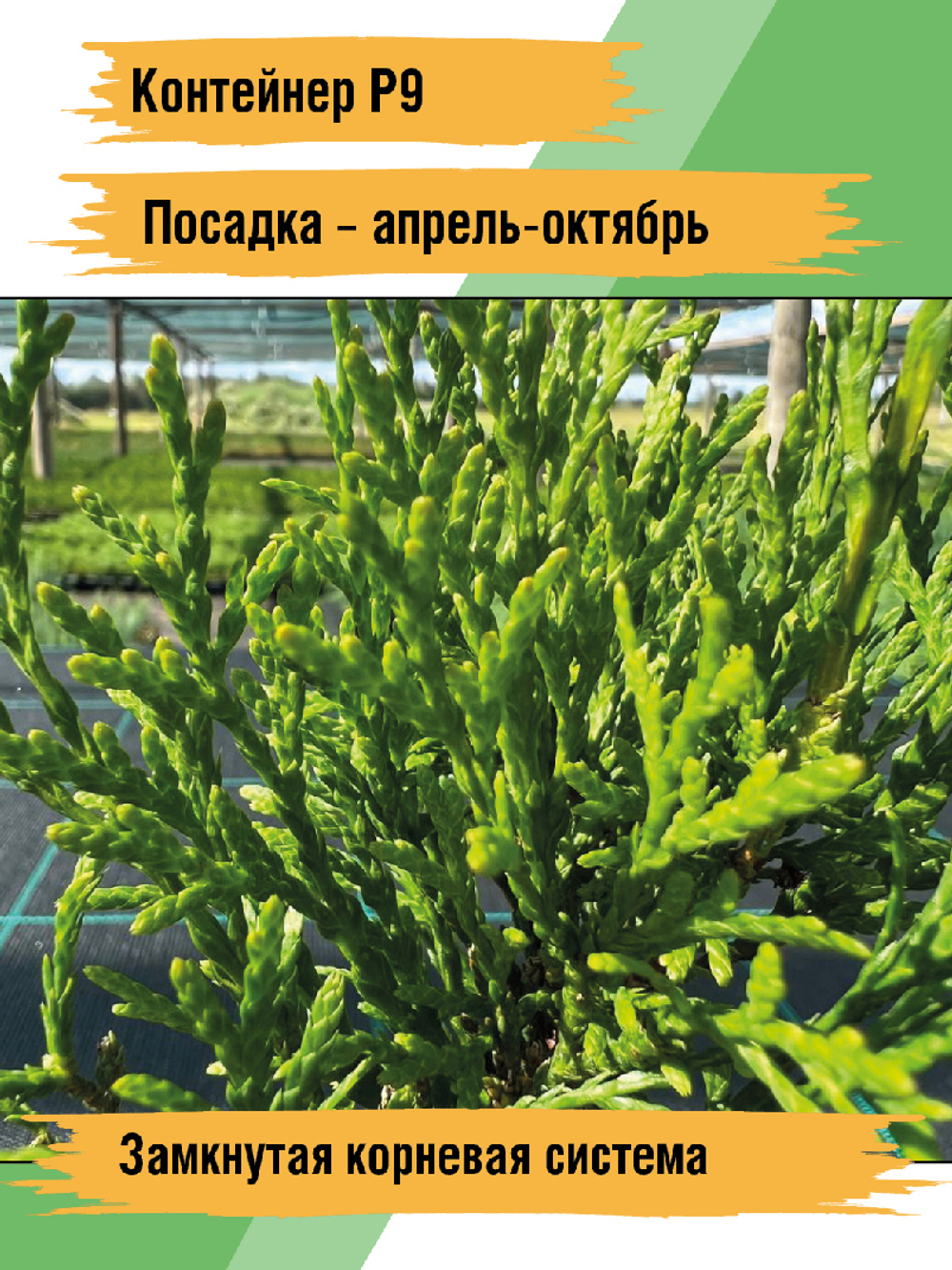 Туя западная Смарагд