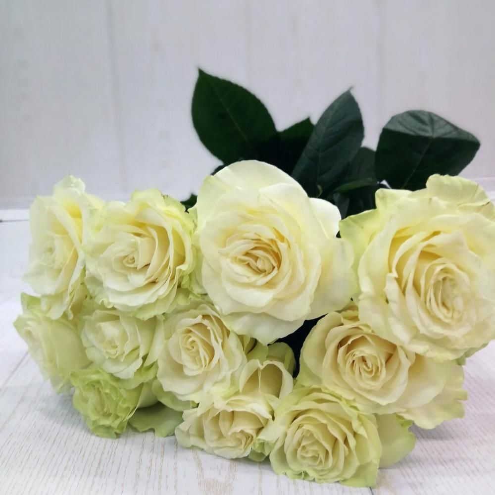 Белые розы Эквадор 50