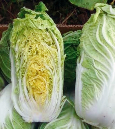 Натсуки F1 семена капусты пекинской (Sakata / Саката)