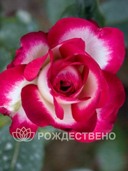 Роза чайно-гибридная ФАЙР ЛЕДИ
