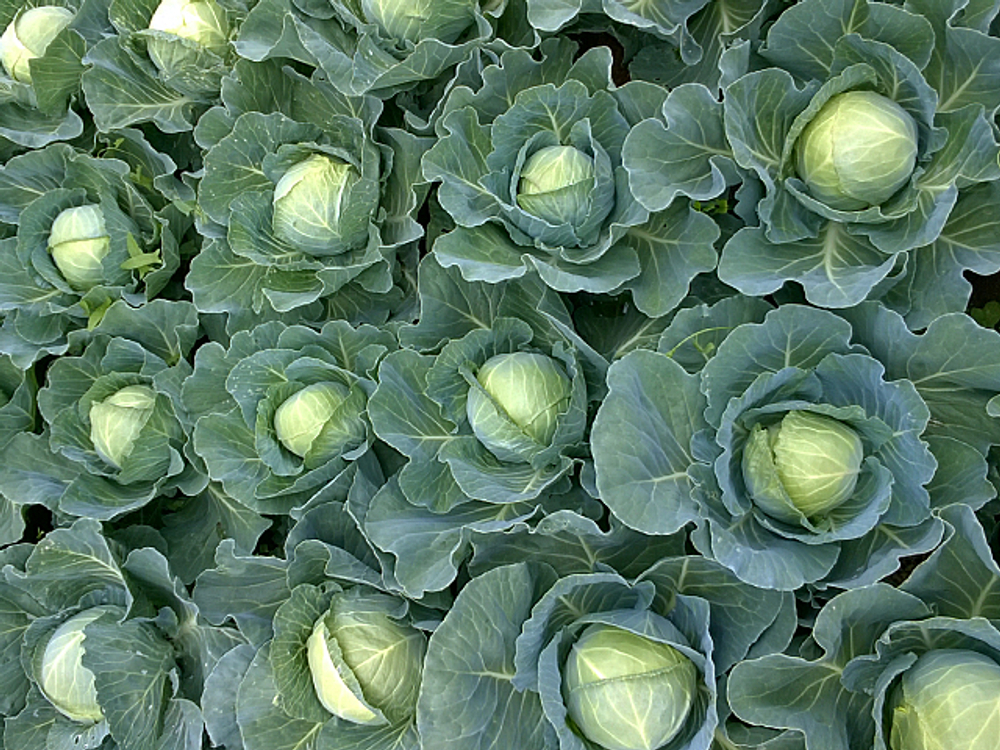 Капуста б/к Сунта F1 (100шт) Витагрин Профи