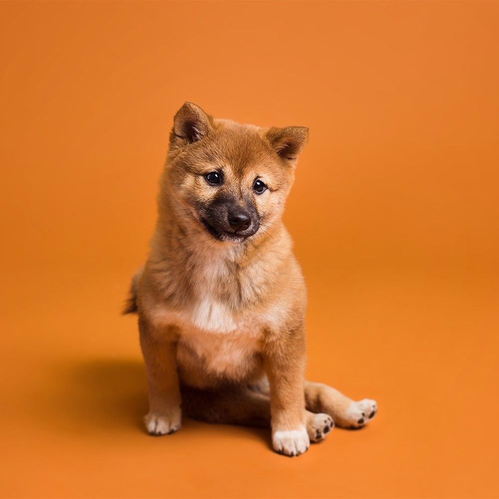 Фон бумажный Savage SA 17-12 Sienna 2.72 x 11м земля