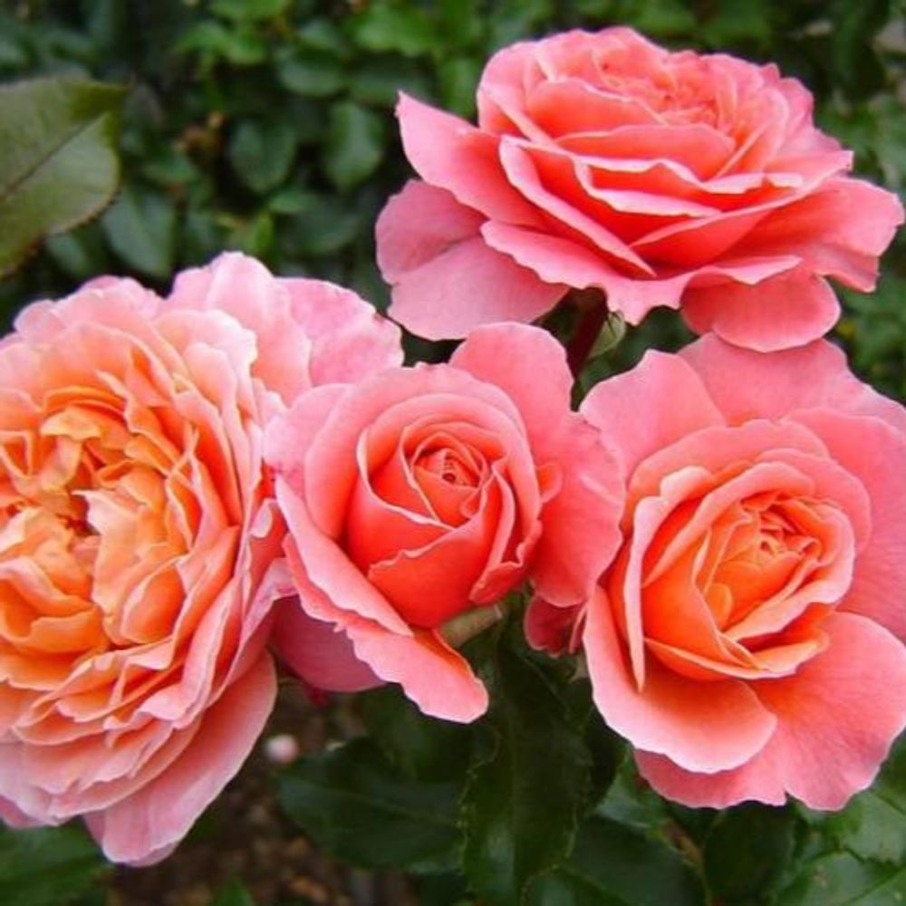 Роза чайно-гибридная Мария Кюри