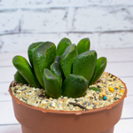 Haworthia Maughanii x Truncata (Хавортия)
