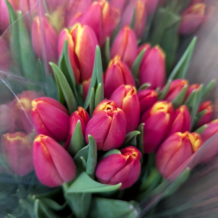 Пачка Красных с Желтым Тюльпанов (25 шт.)