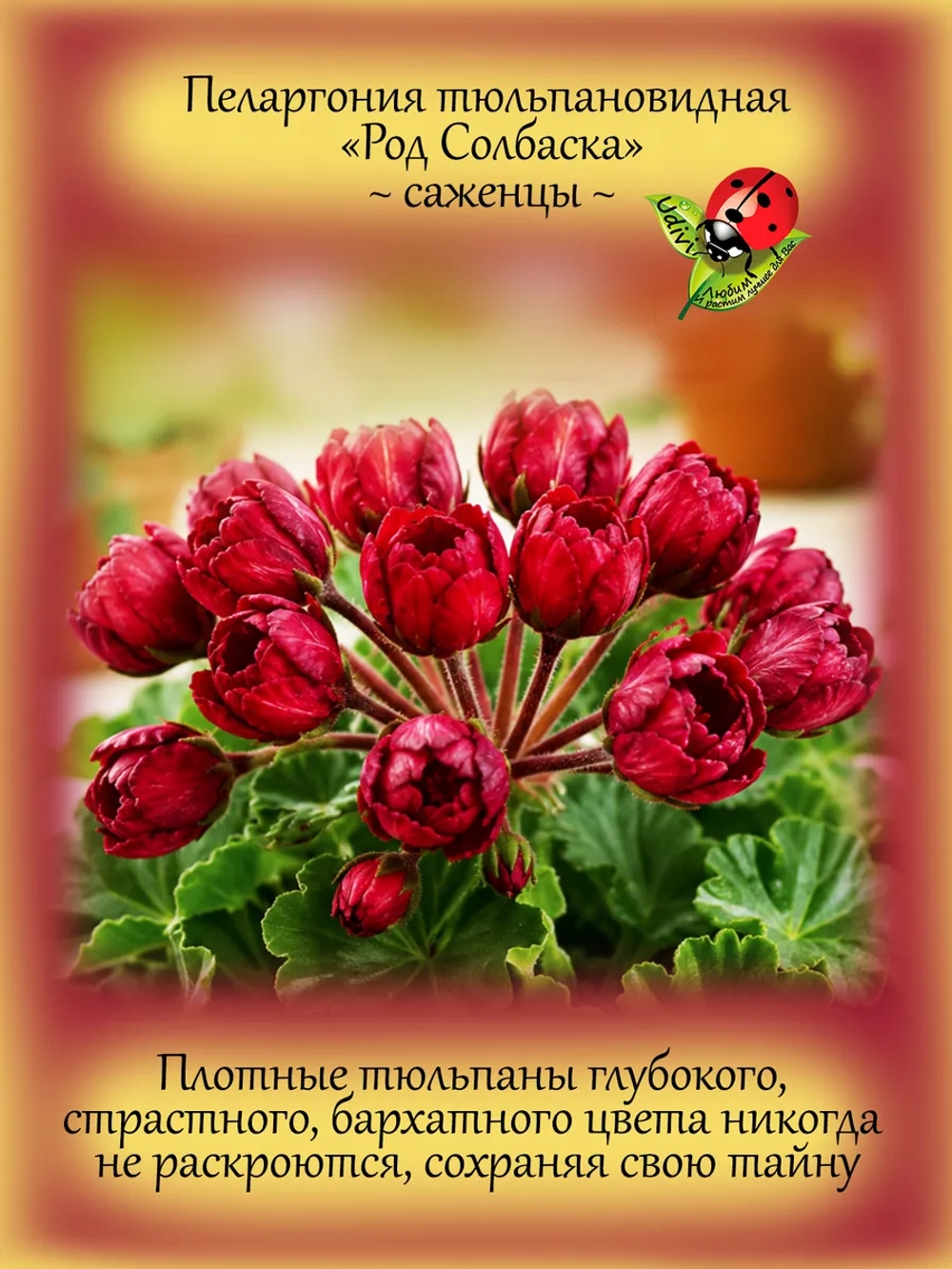 Пеларгония Род Солбаска тюльпановидная