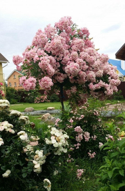 Роза Хевенли Пинк штамб 130-140 см Закупка М21 весна 2026