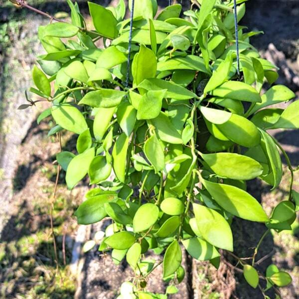 Хойя HEUSCHKELIANA PINK