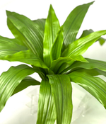 Драцена зеленая куст большой