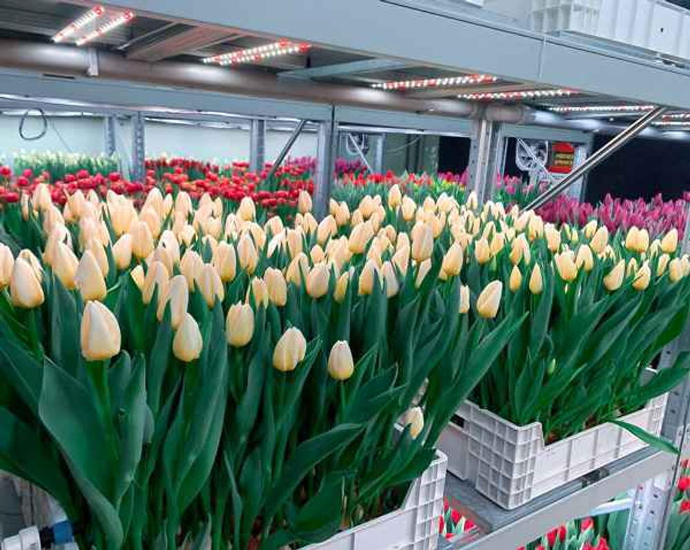 Комплект из двух Quantum line 115 см, 50W