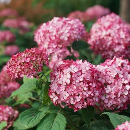 Гортензия древовидная "Ruby Annabelle"