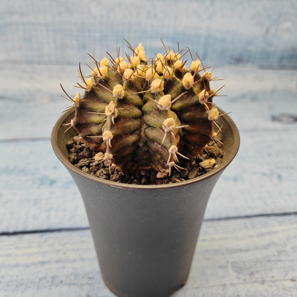 Gymnocalycium T-Rex hybride (Гимнокалициум T-rex)