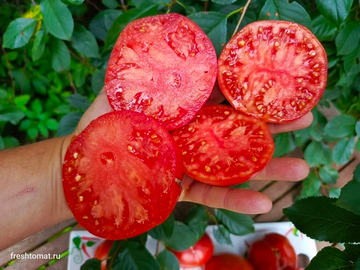 Гигант Сухомлинского сорт томата