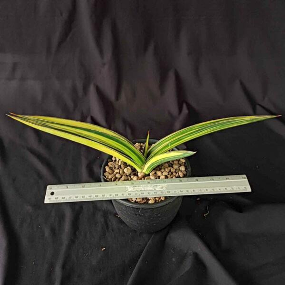 Сансевиерия ZANZIBARICA VAR